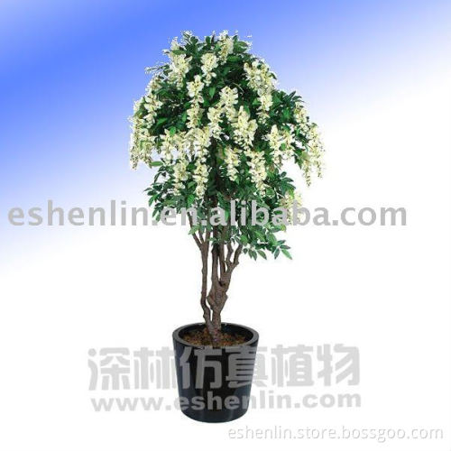 wistaria tree